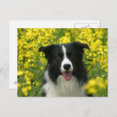 Border Collie Hunde Portrait Postkarte (Vorne/Hinten)