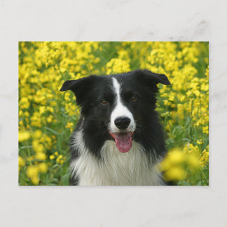 Border Collie Hunde Portrait Postkarte