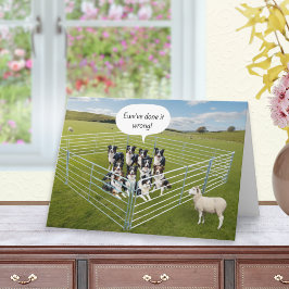 Border Collie Hunde und Sheep Funny Geburtstag Karte