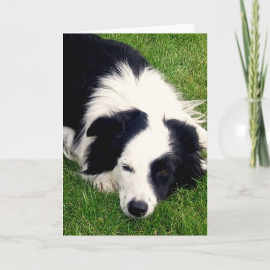 Border Collie - Hundekarte Karte (Vorderseite)