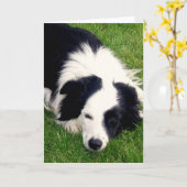 Border Collie - Hundekarte Karte (Gelbe Blume)