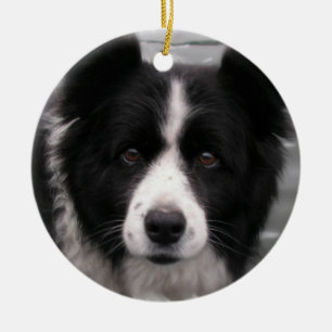 Border-Collie-Hundeverzierung Keramik Ornament