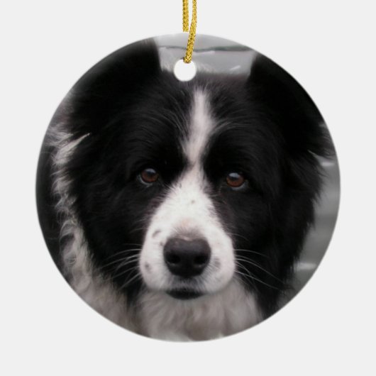Border-Collie-Hundeverzierung Keramik Ornament (Vorne)