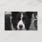 Border-Collie-HundeVisitenkarte Visitenkarte (Rückseite)