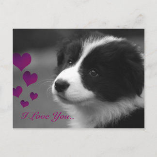 Border Collie, ich liebe dich Postkarte