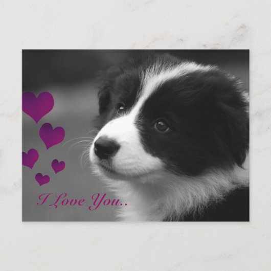 Border Collie, ich liebe dich Postkarte (Vorderseite)