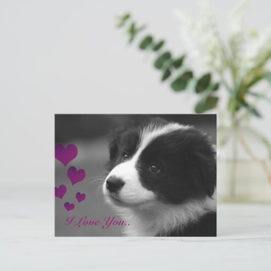 Border Collie, ich Liebe dir Postkarte (Stehend Vorderseite)