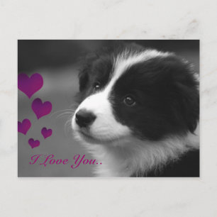 Border Collie, ich Liebe dir Postkarte