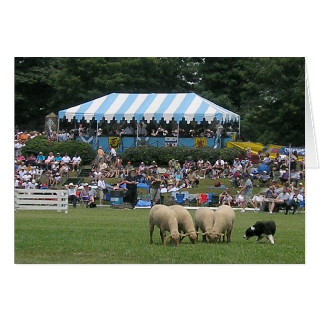 Border Collie in Action (Vorderseite (Horizontal))
