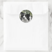 Border Collie in Green Leafy Woods Runder Aufkleber (Tasche)