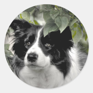 Border Collie in Green Leafy Woods Runder Aufkleber
