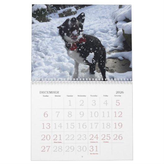 Border-Collie-Kalender 2017 Kalender (Dez 2026)