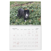 Border-Collie-Kalender 2017 Kalender (Jan 2026)