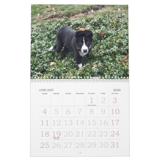 Border-Collie-Kalender 2017 Kalender (Jan 2026)