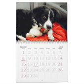Border-Collie-Kalender 2017 Kalender (Mär 2026)