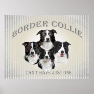 Border-Collie kann gerade ein Plakat nicht haben