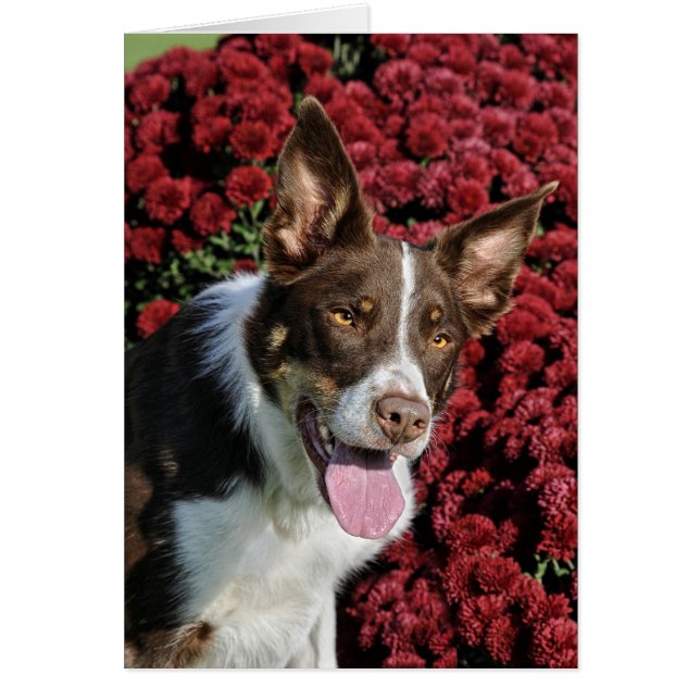 Border-Collie-Karte (Vorne)