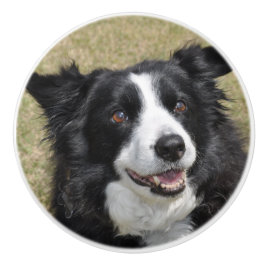 Border collie keramikknauf
