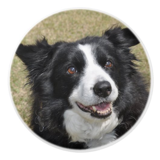 Border collie keramikknauf (Vorderseite)