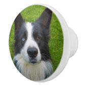 Border Collie Keramikknauf (Rechts)