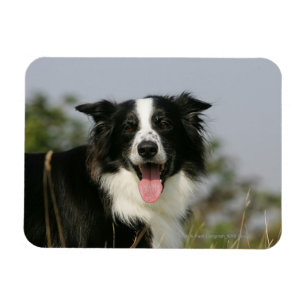 Border-Collie-KeuchenHeadshot 1 Magnet
