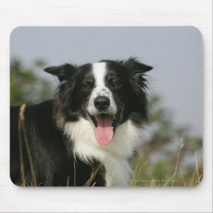 Border-Collie-KeuchenHeadshot 1 Mousepad