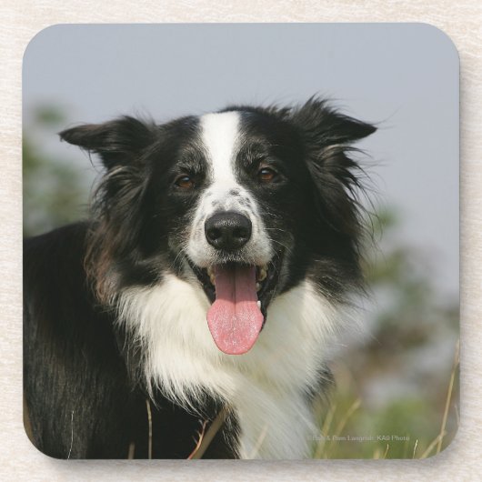 Border-Collie-KeuchenHeadshot 1 Untersetzer (Vorderseite)
