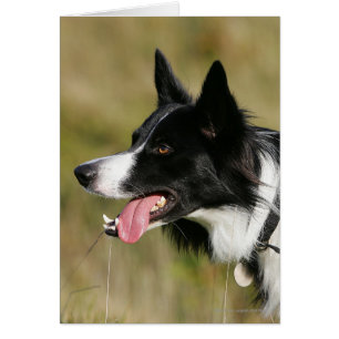 Border-Collie-KeuchenHeadshot 2