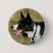 Border-Collie-KeuchenHeadshot 2 Button (Vorderseite)
