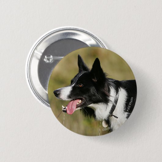 Border-Collie-KeuchenHeadshot 2 Button (Vorne & Hinten)