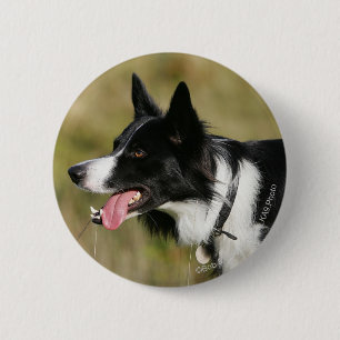 Border-Collie-KeuchenHeadshot 2 Button