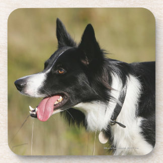 Border-Collie-KeuchenHeadshot 2 Getränkeuntersetzer