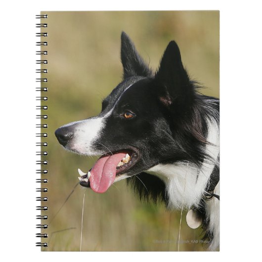 Border-Collie-KeuchenHeadshot 2 Notizblock (Vorderseite)