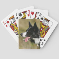 Border-Collie-KeuchenHeadshot 2