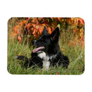 Border-Collie-Keuchenniederlegung Magnet