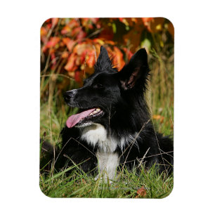 Border-Collie-Keuchenniederlegung Magnet