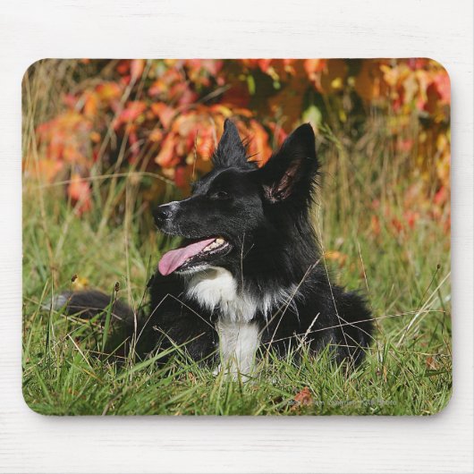 Border-Collie-Keuchenniederlegung Mousepad (Vorne)