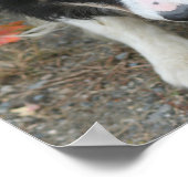 Border Collie Kids Room Personalisiertes Wall Post Poster (Ecke)