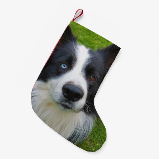 Border Collie Kleiner Weihnachtsmann-Strumpf Weihnachtsstrumpf (Vorderansicht (hängend))