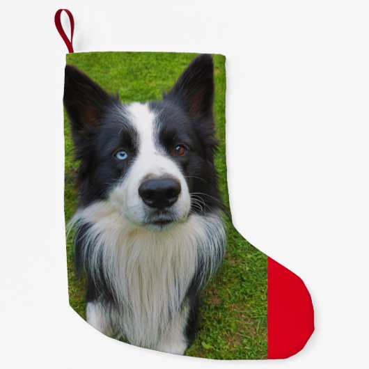 Border Collie Kleiner Weihnachtsstrumpf (Vorderseite)