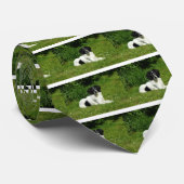 Border Collie Krawatte (Gerollt)