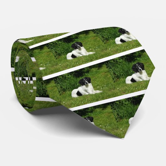 Border Collie Krawatte (Gerollt)