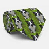 Border Collie Krawatte (Gerollt)