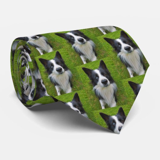 Border Collie Krawatte (Gerollt)