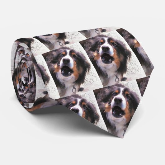 BORDER-COLLIE KRAWATTE (Gerollt)