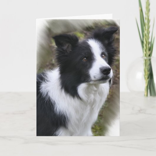 Border-Collie-Kunst-Geschenke Karte (Vorderseite)