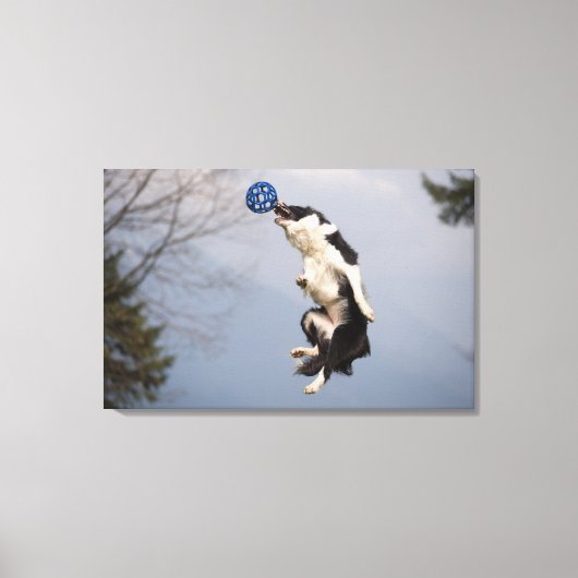 Border Collie kurz bevor sie den Ball hoch fangen Leinwanddruck (Vorderseite)