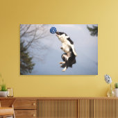 Border Collie kurz bevor sie den Ball hoch fangen Leinwanddruck (Insitu (Wohnzimmer))