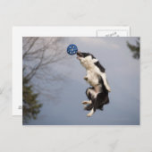 Border Collie kurz bevor sie den Ball hoch fangen Postkarte (Vorne/Hinten)
