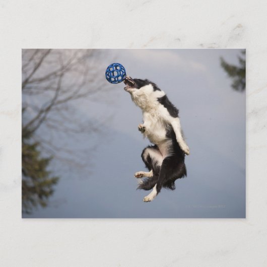 Border Collie kurz bevor sie den Ball hoch fangen Postkarte (Vorderseite)